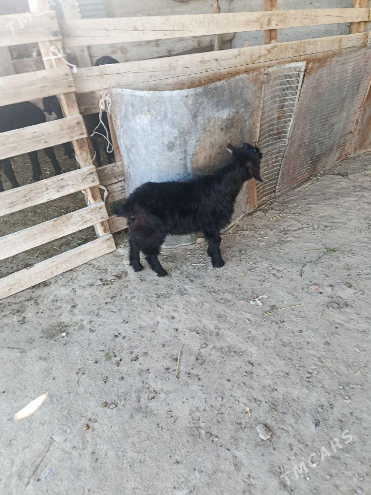 owlak - Gökdepe - img 1