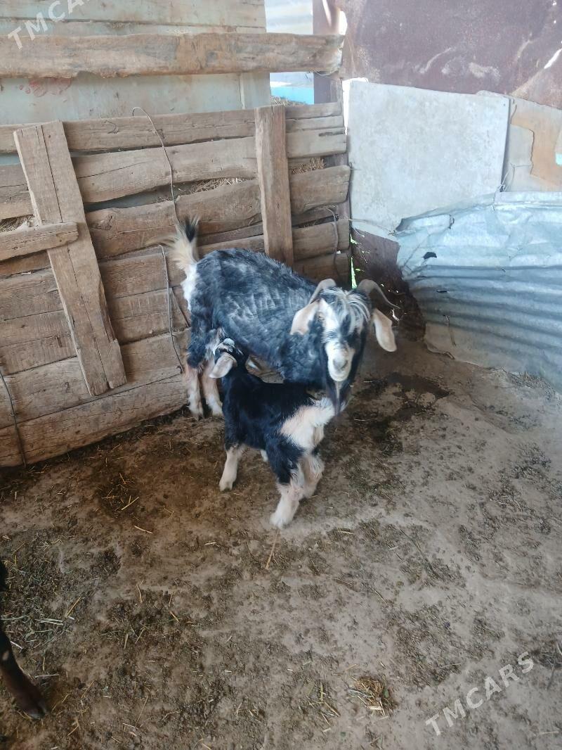 Geci - Бахарден - img 1