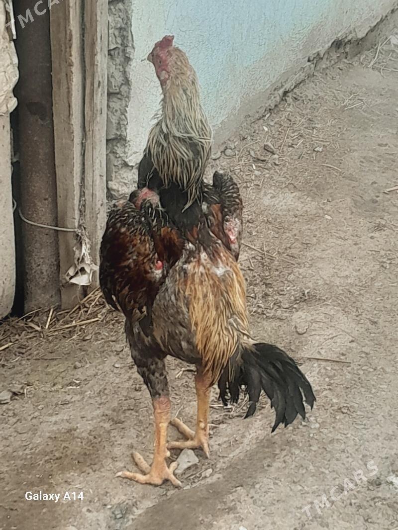 Kazak jüja - Türkmenabat - img 1