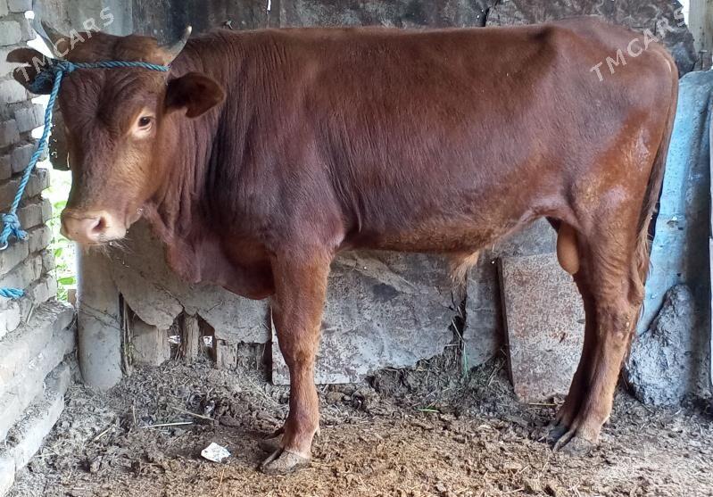 ÖKÜZ - Türkmenabat - img 1