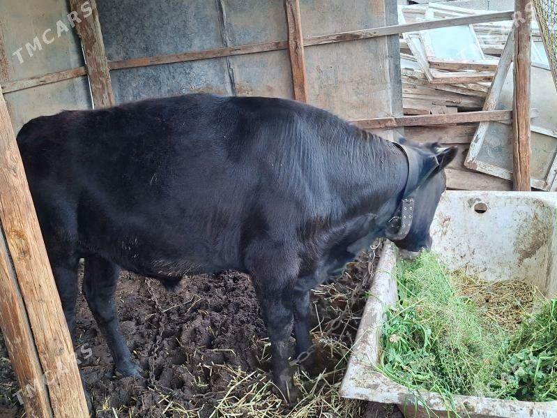 okuz - Багир - img 1