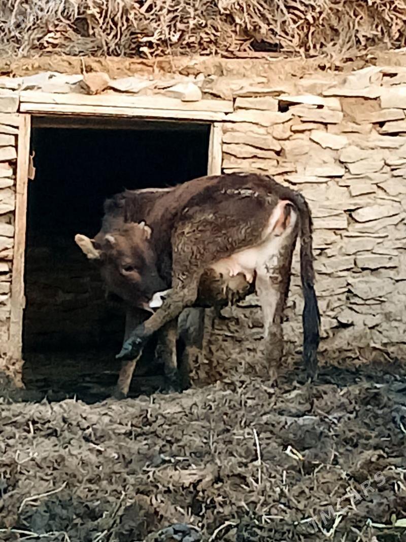 Tohum tuwe sygyr - Бахарден - img 1