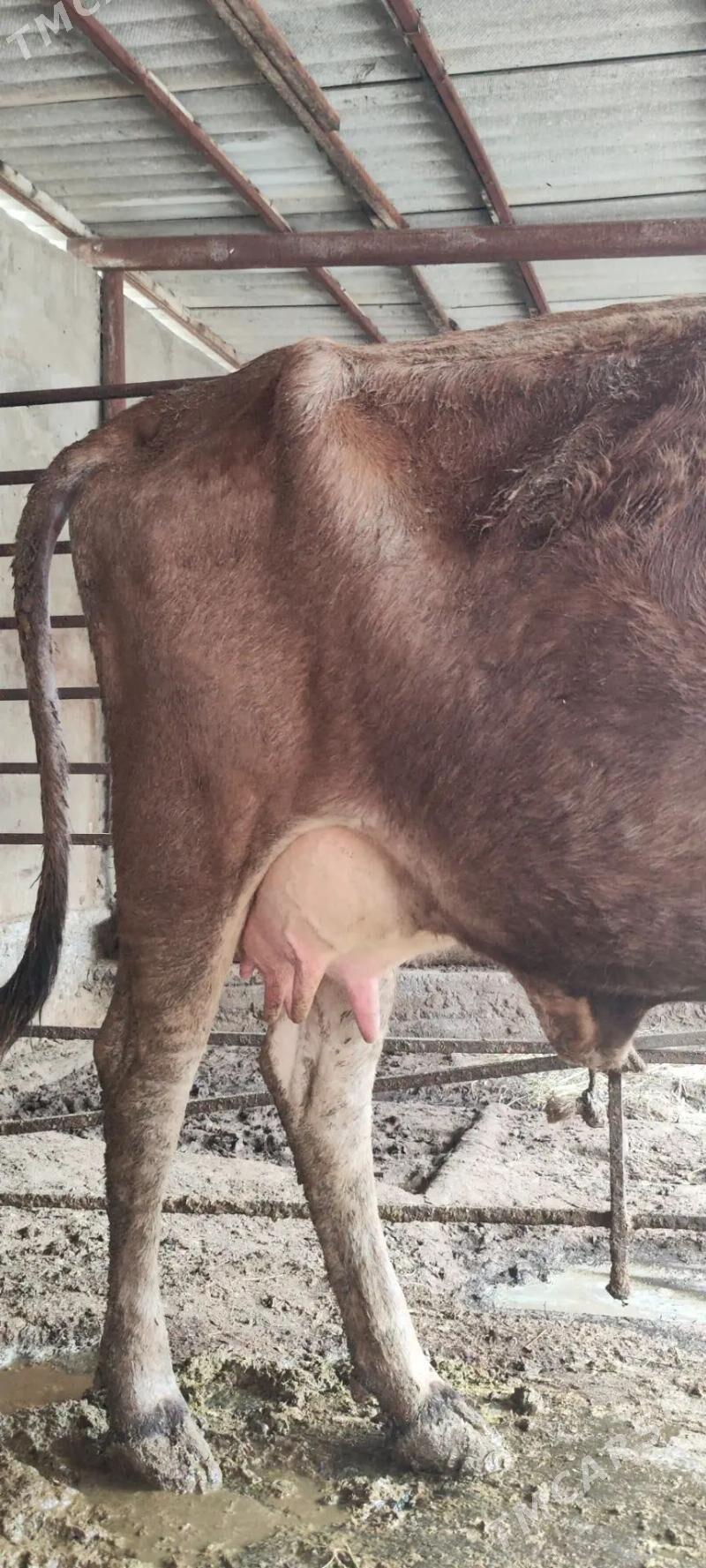 GOLELI SYGYR SHWES - Aşgabat - img 1