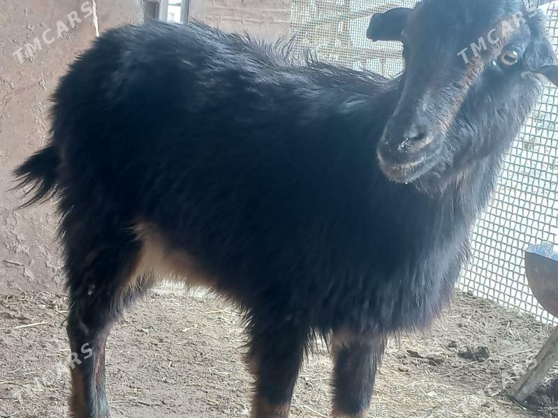 geci - Гумдаг - img 1