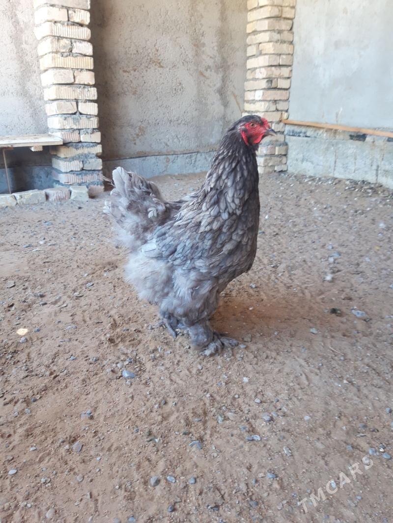 brama towuk - Çoganly - img 1