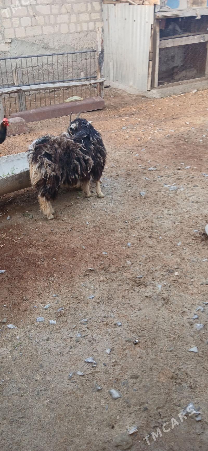 GEÇI - Гызыларбат - img 1