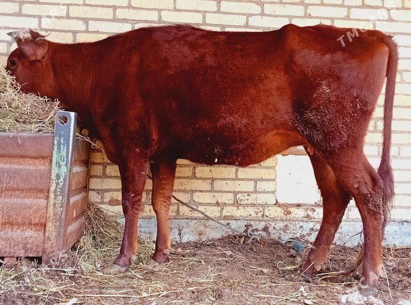 Ýetik bogaz. - Dänew - img 1