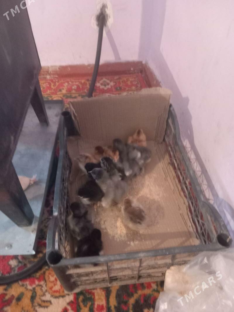 brama jüje - Gypjak - img 1