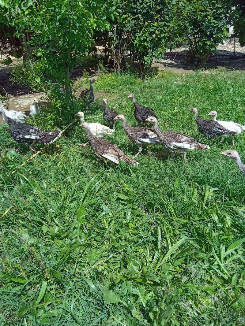 lnduk juje - Mary - img 1