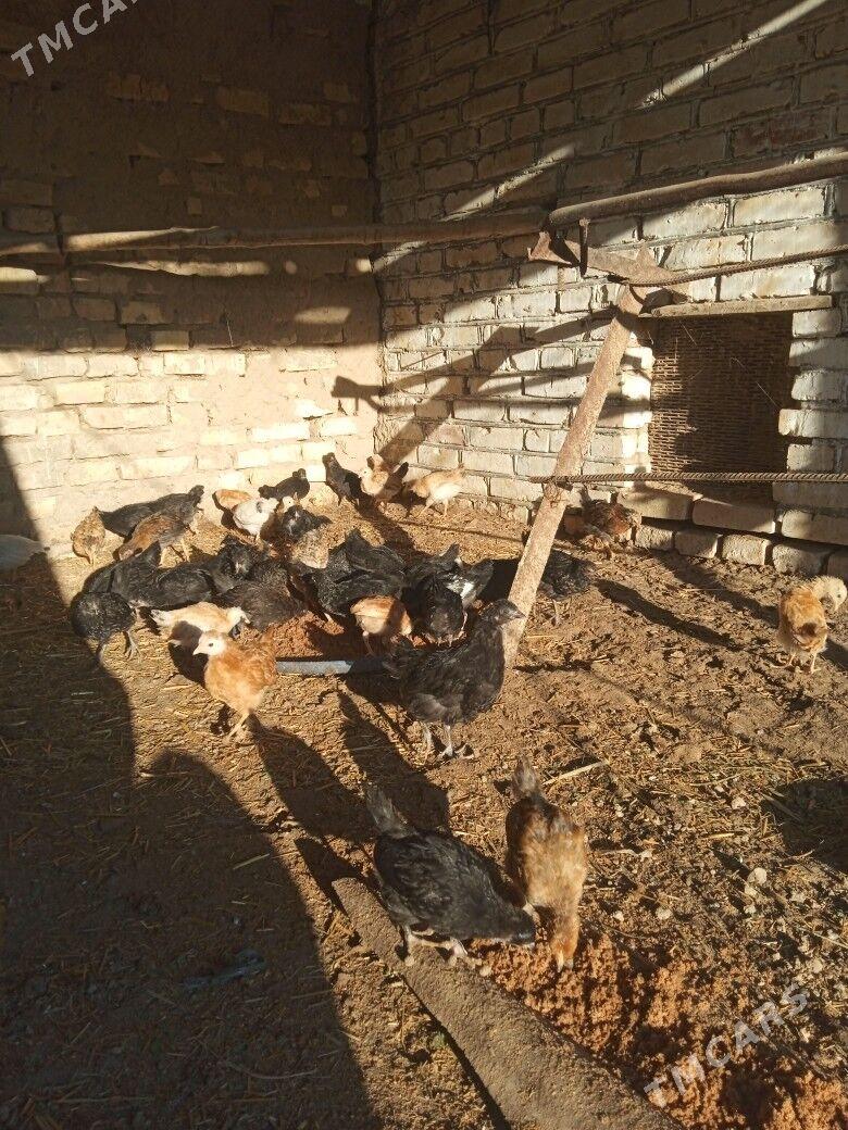 Towuk juje - Garagum etraby - img 1