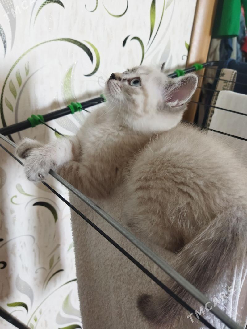 Котята - Türkmenabat - img 1