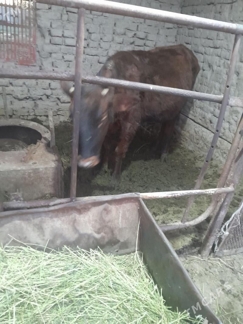 gulajyn goleler - Sakarçäge - img 1