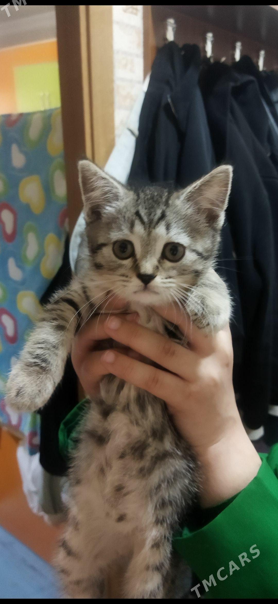 Котята - Türkmenabat - img 1