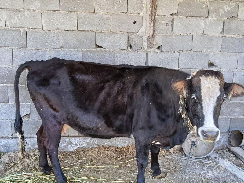 Sygyr bogaz - Bäherden - img 1