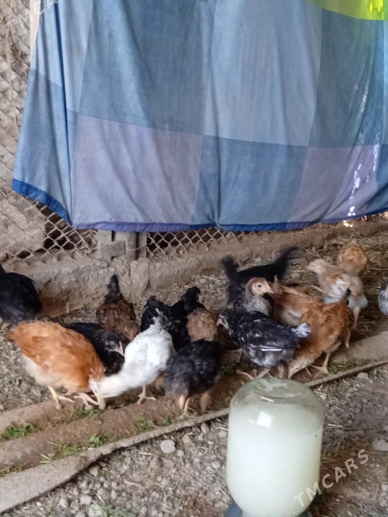 Towuk juje - Baýramaly - img 1