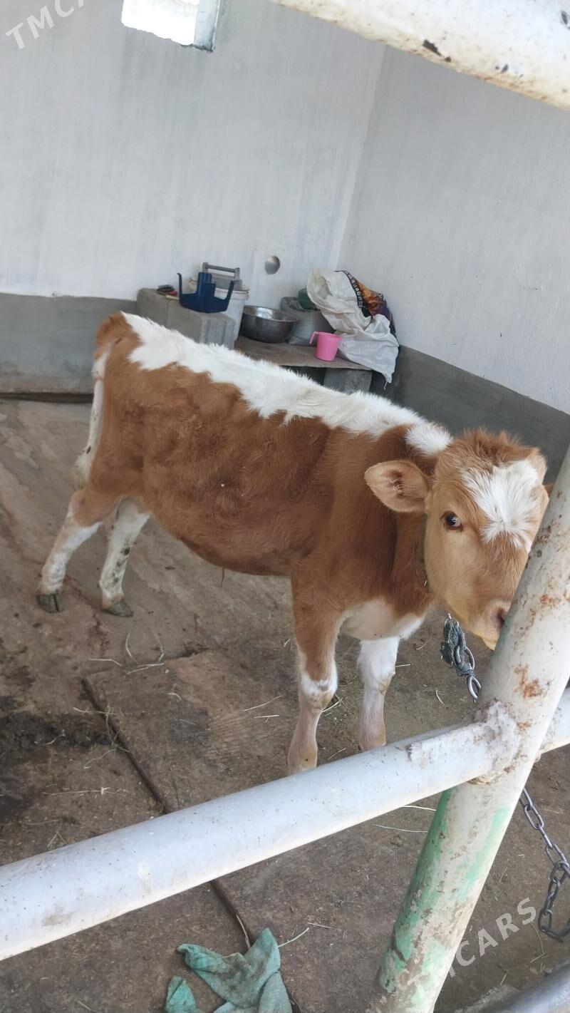 okuz - Aşgabat - img 1