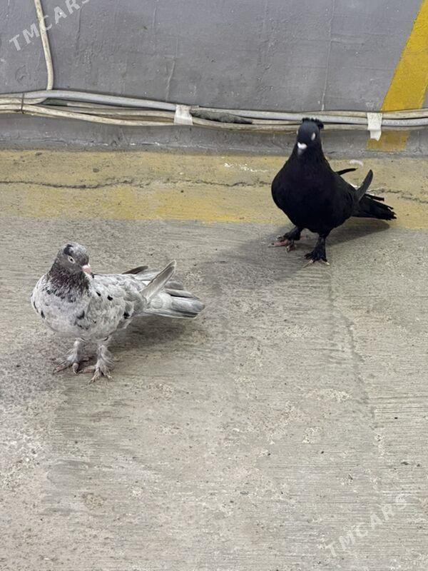 kepderi - 9 мкр - img 1