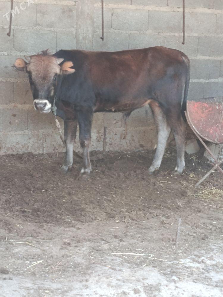 şwes öküz - Bäherden - img 1