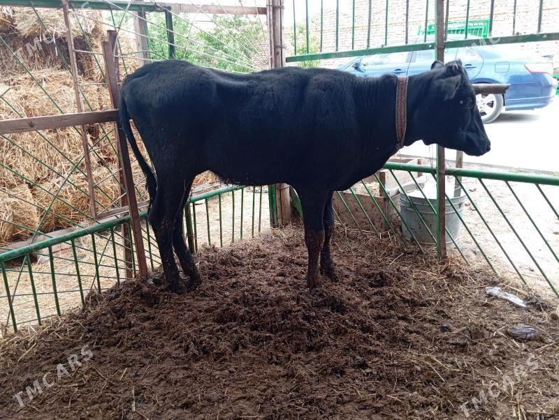 unajyn - Türkmenabat - img 1