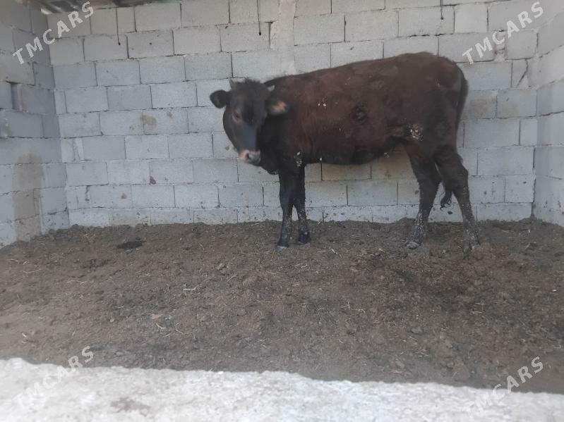 sygyr - Aşgabat - img 1