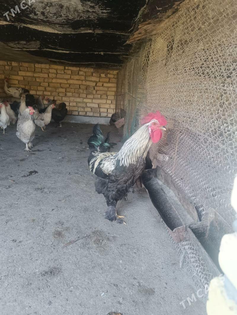 horaz - Wekilbazar - img 1