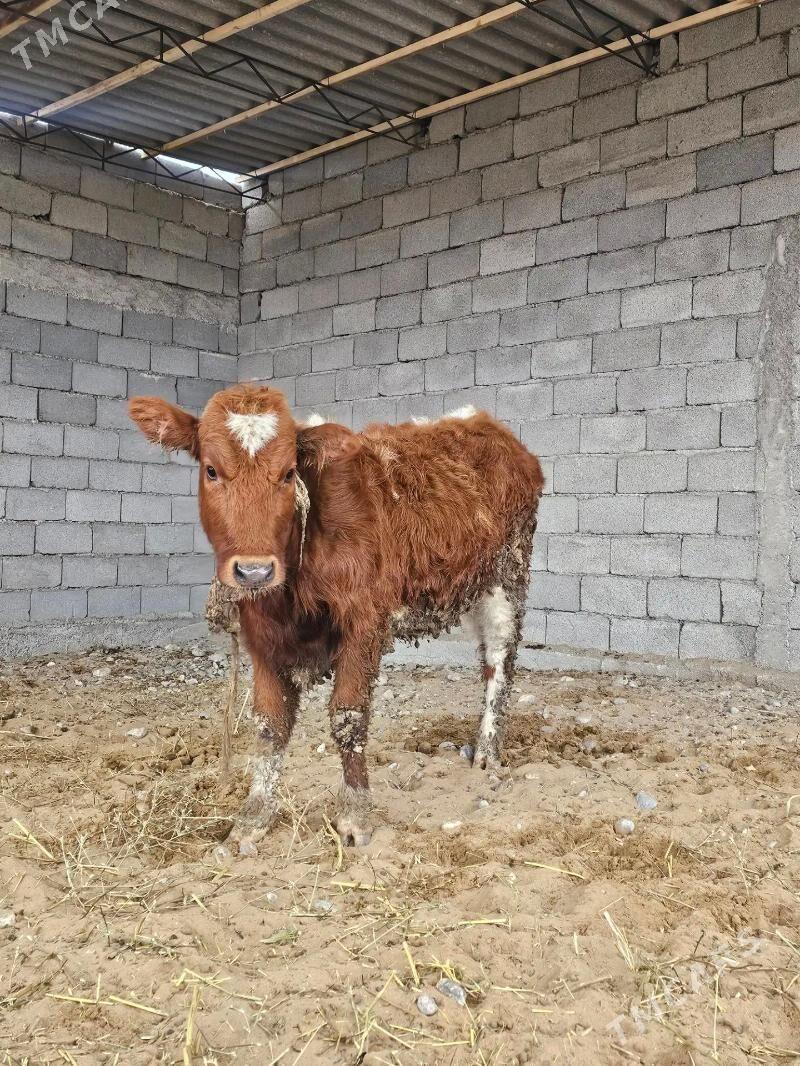 TUWE GOLE - Bedew - img 1