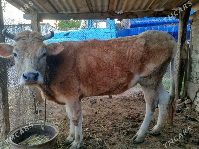 sygyr bogaz - Ak bugdaý etraby - img 1