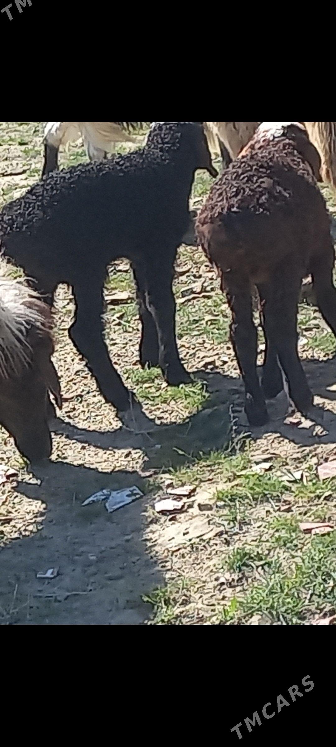 Guzy - Bereket - img 1