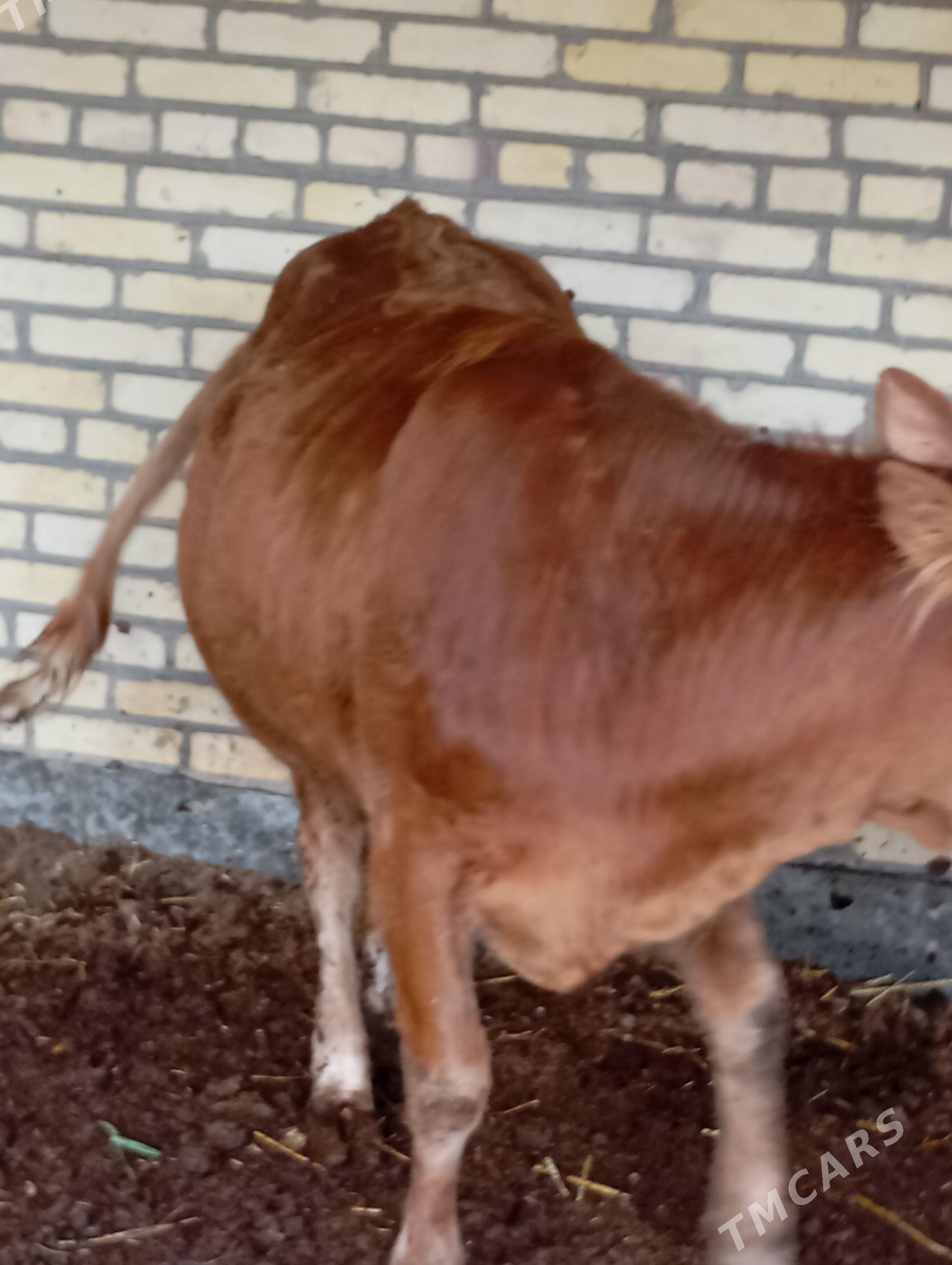 unajyn - Чарджоу - img 1