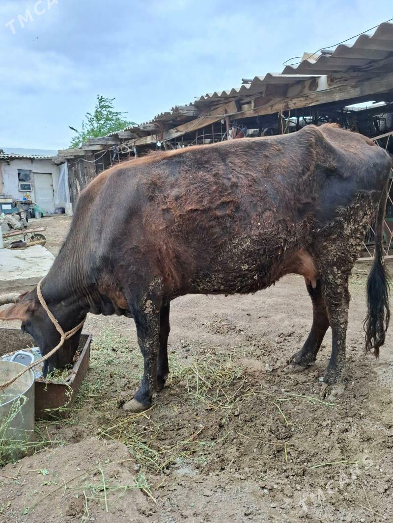 Sygyr - Ak bugdaý etraby - img 1