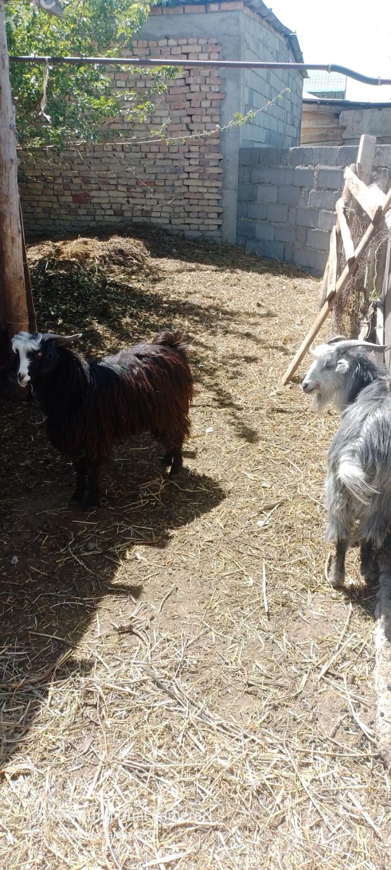 erkeç geçi - Gökdepe - img 1