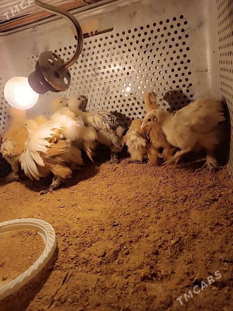 towuk juyje - Mary - img 1