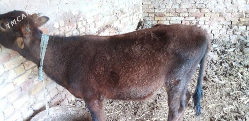 Unajyn - Türkmenabat - img 1