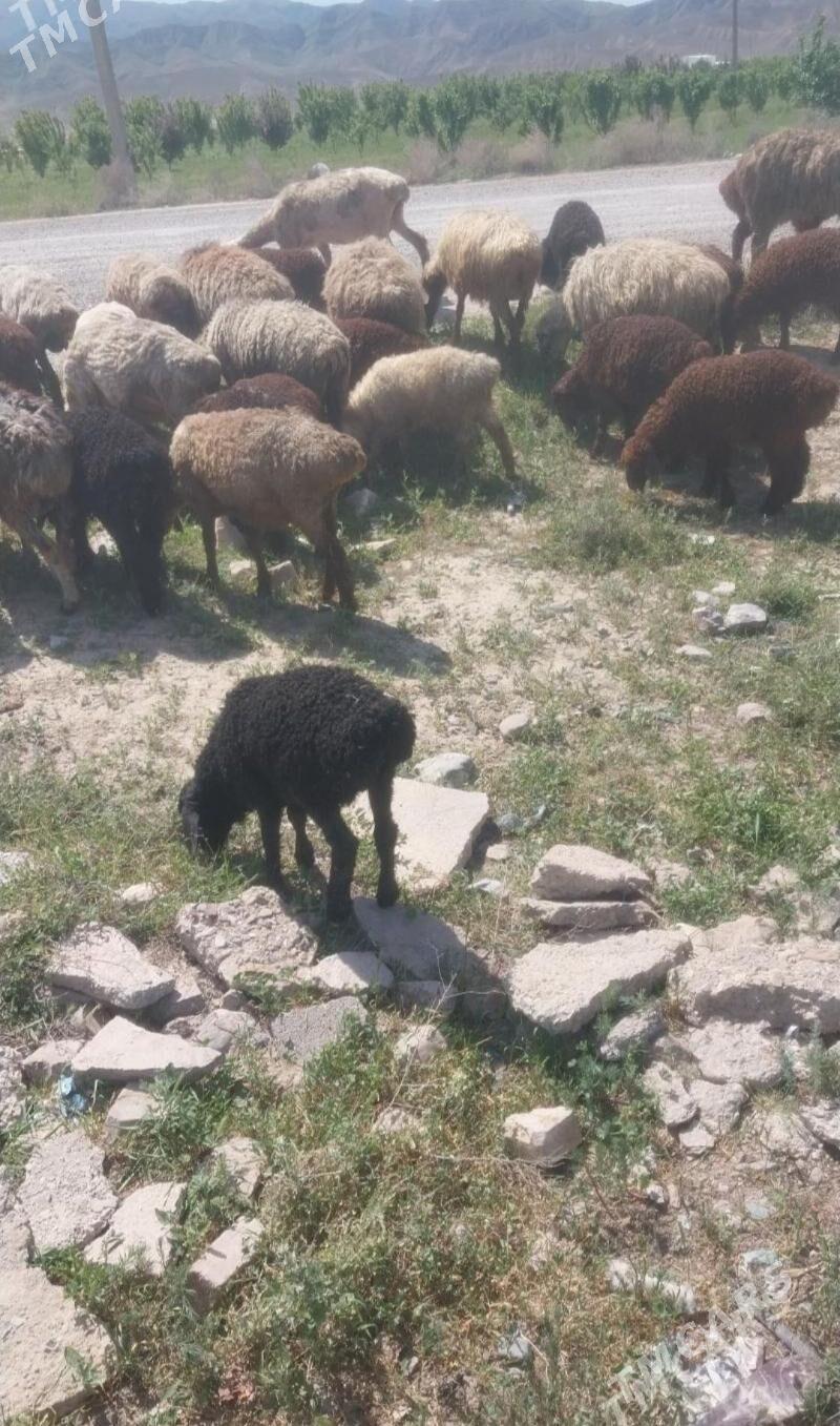 berre guzy - Bäherden - img 1