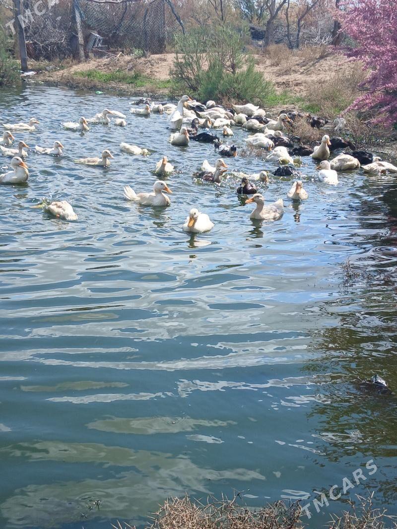 ÖRDEK - Türkmenbaşy - img 1