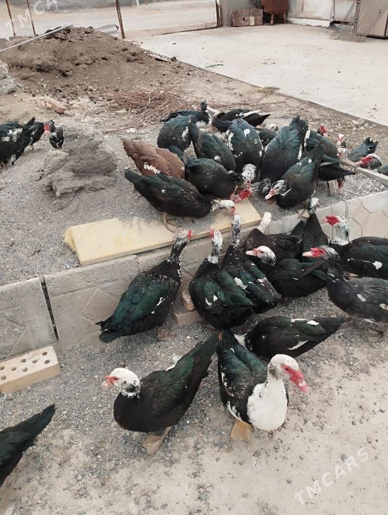 indautka - Mary - img 1