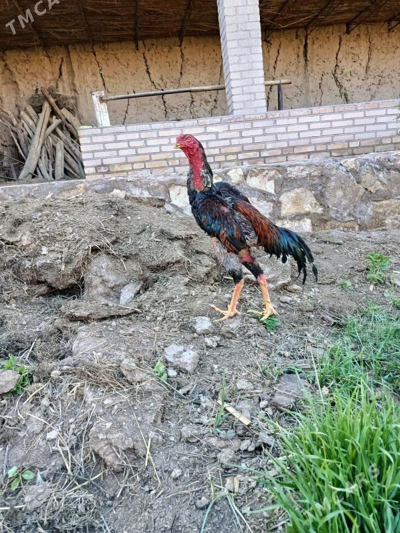 bayes horoz - Kerki - img 1