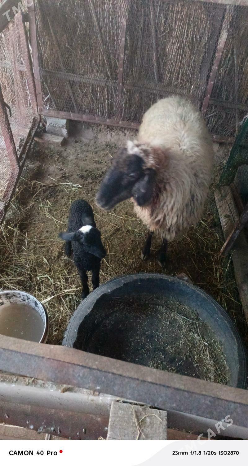 Guzuly goyun - Ашхабад - img 1