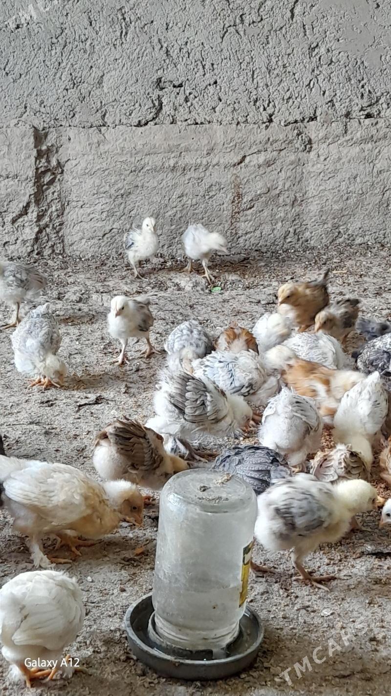 juje - Sarahs - img 1