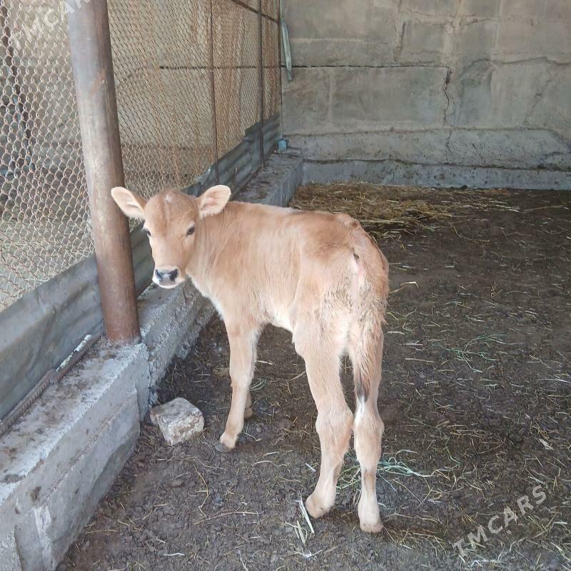 TÜWE - Änew - img 1