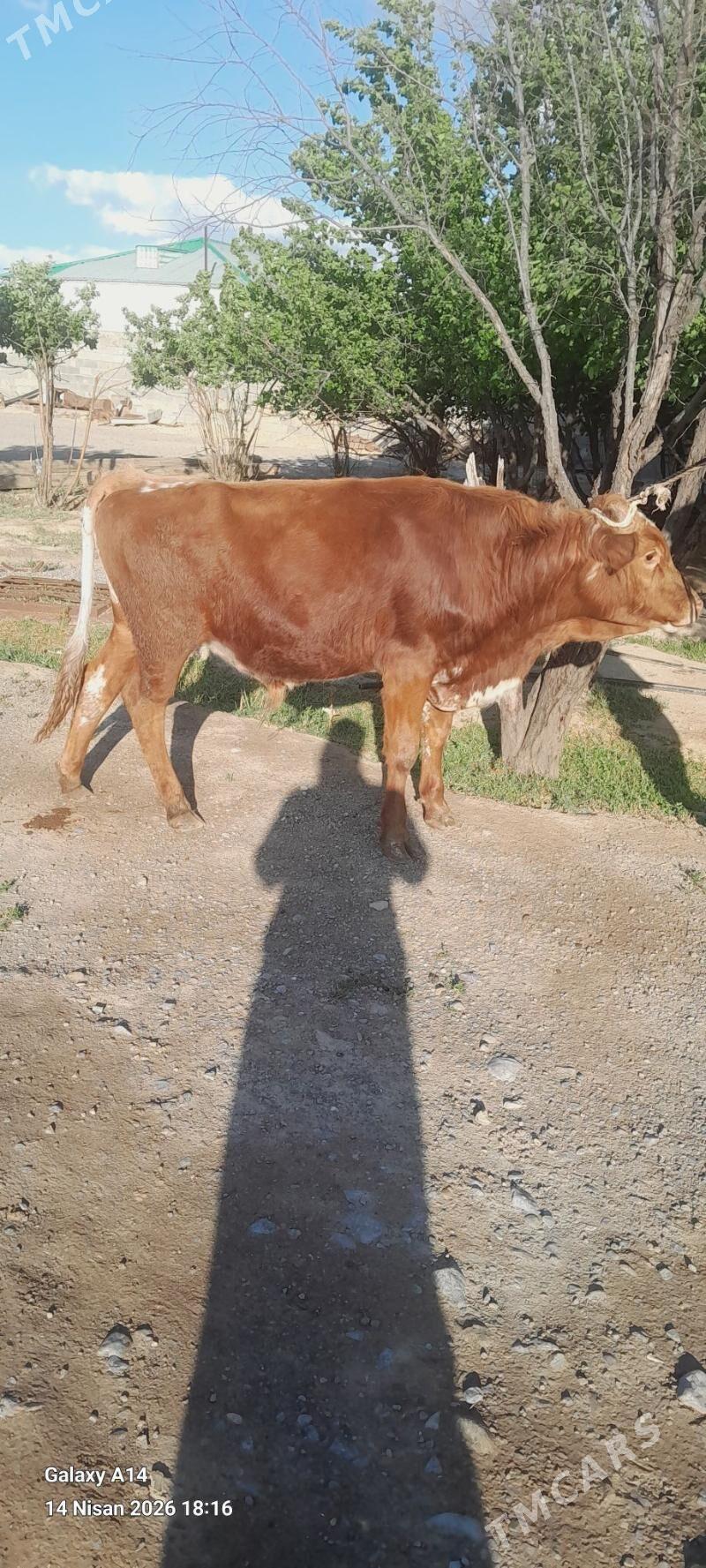 bakylan okuz - Bäherden - img 1