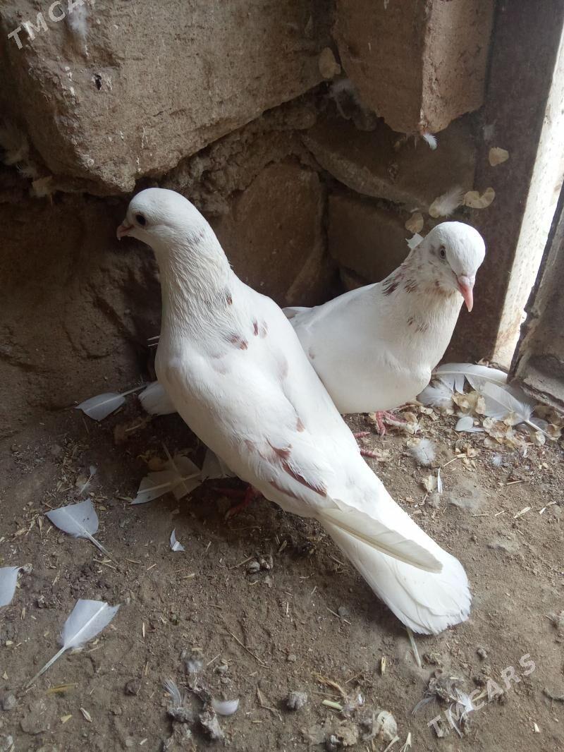 kepderi - Gyzylarbat - img 1