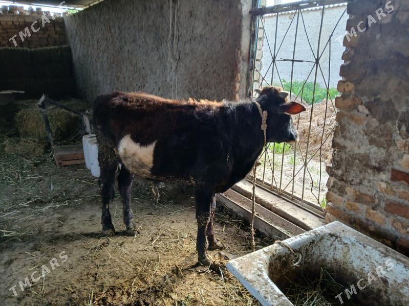 Oküz - Ак-Бугдайский этрап - img 1