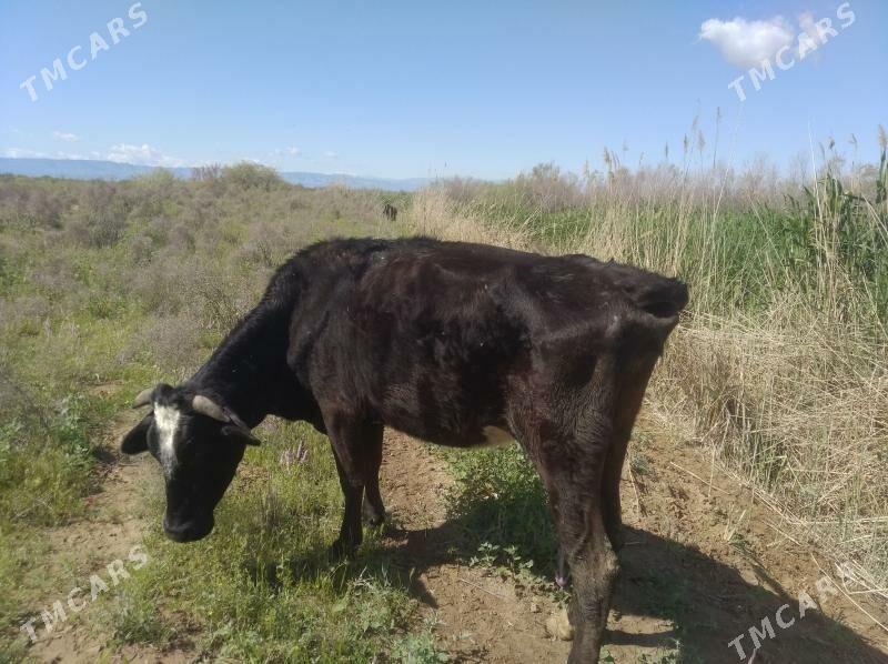 sygyr - Ýaşlyk - img 1