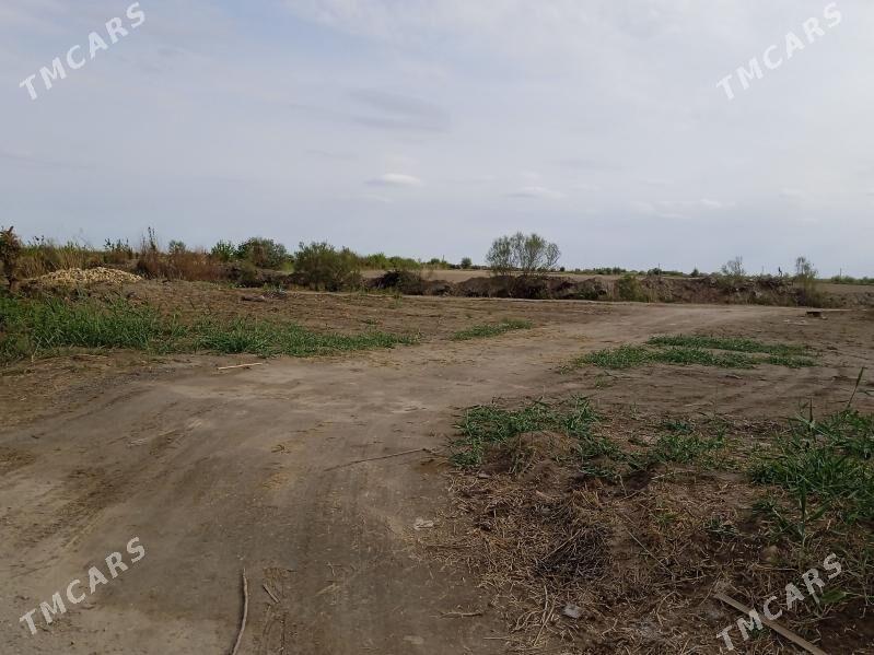 mellek - Dänew - img 1