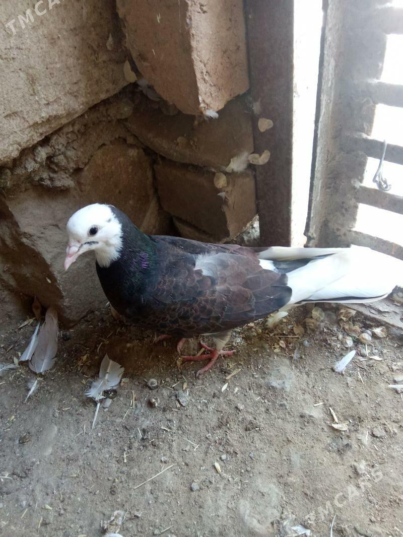 kepderi - Gyzylarbat - img 1