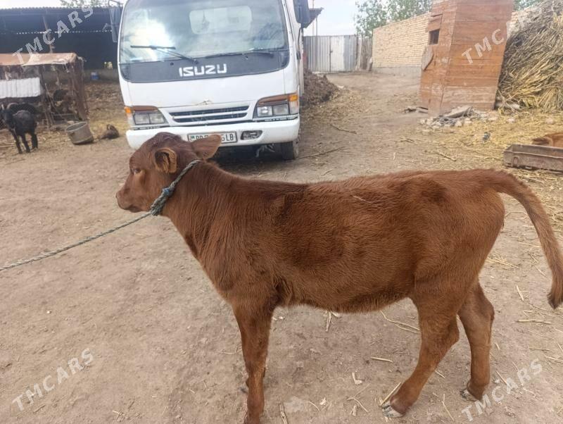 gunajyn - Sakar - img 1