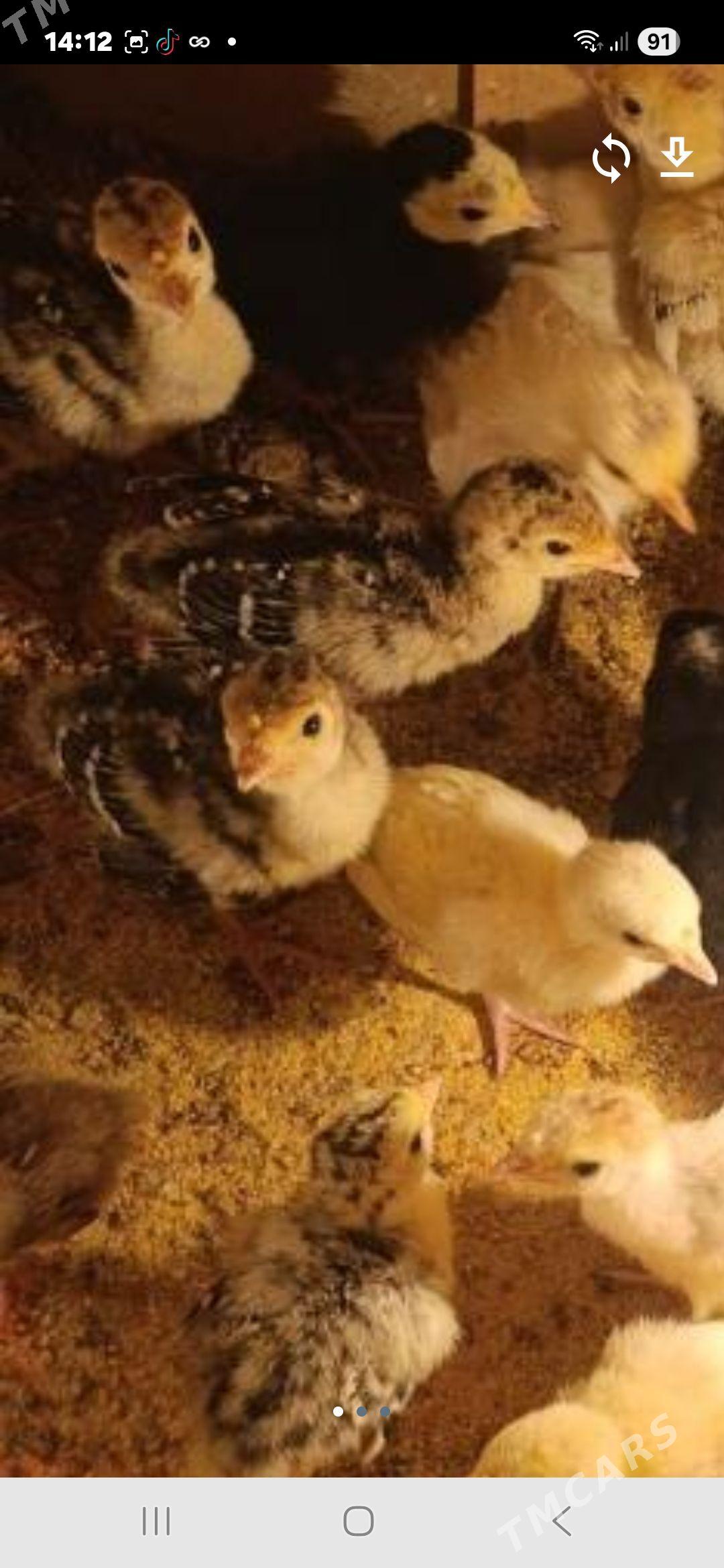 indyuk chykaran juyjeler - Чарджоу - img 1