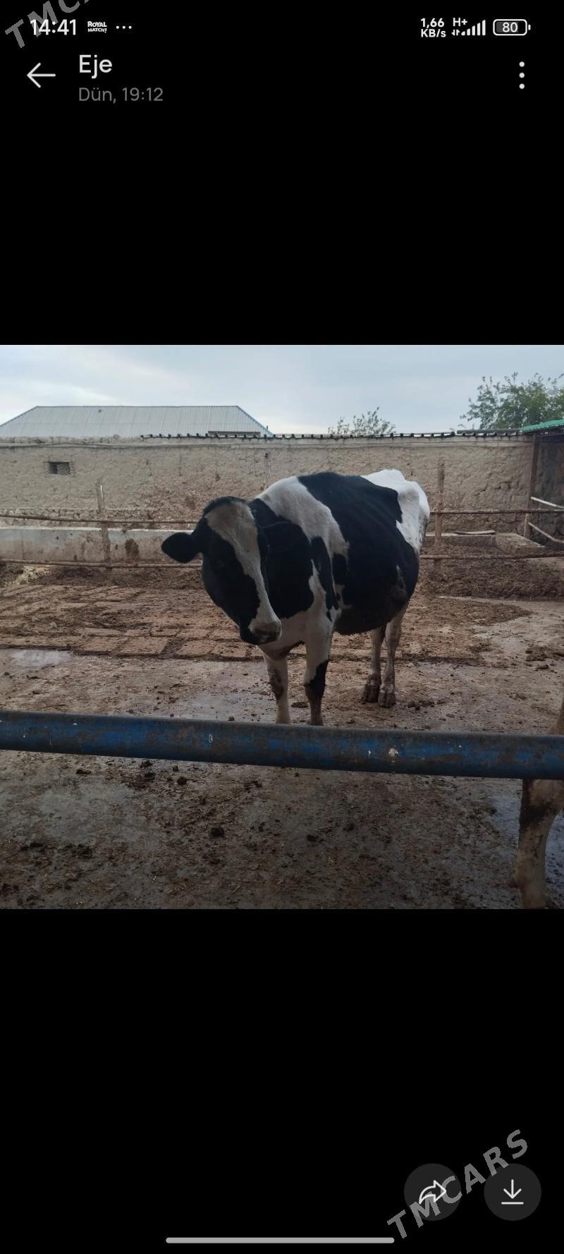 sygyrlar - Bäherden - img 1