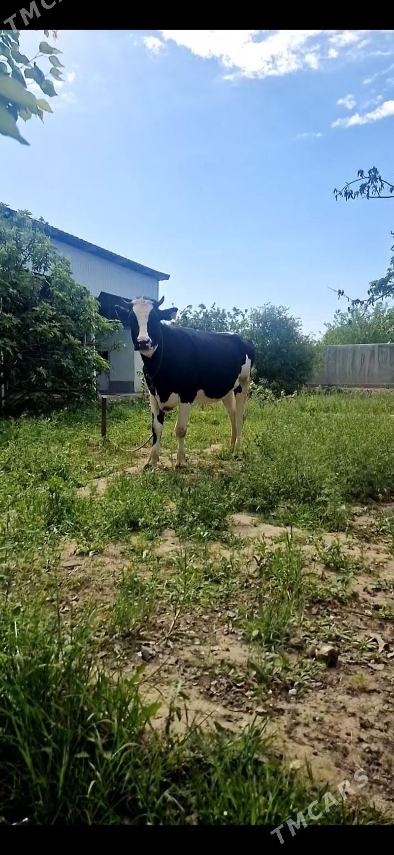 Sygyr Galesdeyin Arassa - Gökdepe - img 1